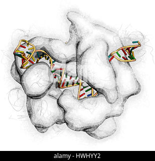 Bearbeitung komplexer von Streptococcus Pyogenes CRISPR-CAS9-gen. Das Cas9-Nuklease-Protein verwendet ein Guide RNA-Sequenz um zu DNA an eine ergänzende Website zu schneiden. Stockfoto