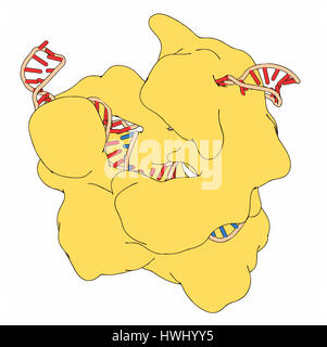 Bearbeitung komplexer von Streptococcus Pyogenes CRISPR-CAS9-gen. Das Cas9-Nuklease-Protein verwendet ein Guide RNA-Sequenz um zu DNA an eine ergänzende Website zu schneiden. Stockfoto