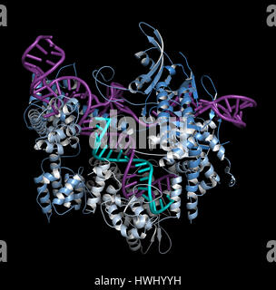 Bearbeitung komplexer von Streptococcus Pyogenes CRISPR-CAS9-gen. Das Cas9-Nuklease-Protein verwendet ein Guide RNA-Sequenz um zu DNA an eine ergänzende Website zu schneiden. Stockfoto