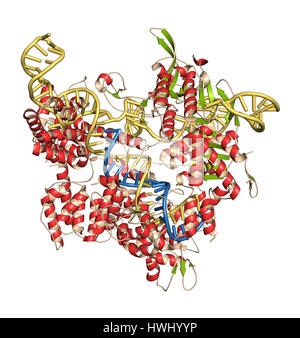 Bearbeitung komplexer von Streptococcus Pyogenes CRISPR-CAS9-gen. Das Cas9-Nuklease-Protein verwendet ein Guide RNA-Sequenz um zu DNA an eine ergänzende Website zu schneiden. Stockfoto