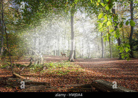 Wald auf Böcke uk Stockfoto