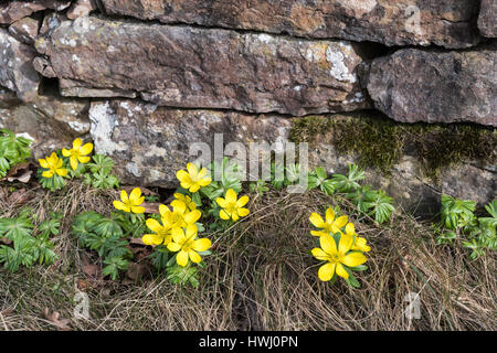 Frühblüher - Blüte Winter Aconites von einer alten Steinmauer Stockfoto