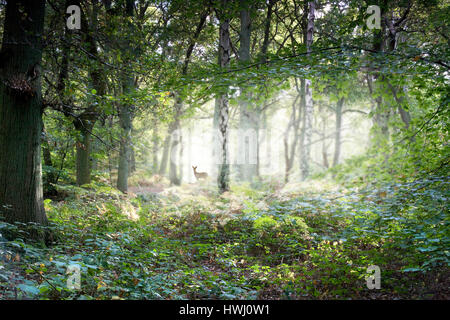 Nebligen englischen Wald mit Rehen Stockfoto