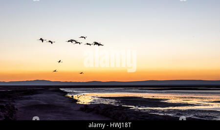 Andengemeinschaft flamingos Fliegen über das Salz Lagune von Salar de Atacama, Chile Stockfoto