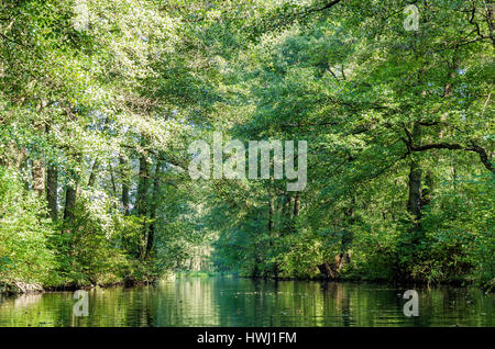 Spreewald, Landschaft in der Nähe von Berlin Stockfoto