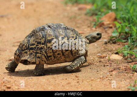 Afrikanischen Pantherschildkröte (Stigmochelys Pardalis) in Sambia Stockfoto