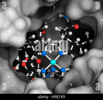 Intrinsic-Faktor (IF) Protein. Glykoprotein produziert in den Magen, notwendig für die Aufnahme von Vitamin B12 (Cobalamin). 3D Illustration. Protein: Su Stockfoto