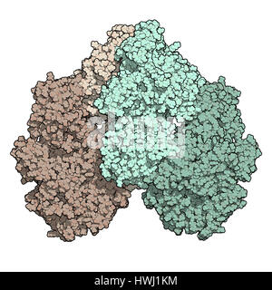 Enzym Laktase (Kluyveromyces Lactis Beta-Galaktosidase). Laktose verdauen Protein isoliert aus Hefe, die verwendet wird, um laktosefreie Lebensmittel vorzubereiten. 3D Stockfoto