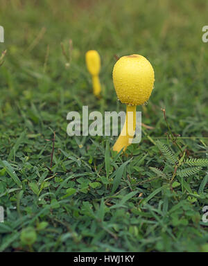 Giftige gelbe Pilz Leucocoprinus Birnbaumii, ein Blumentopf Pilz Pilze wachsen in nassen grünen Rasen nach Regen Stockfoto