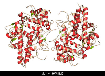 Myeloperoxidase Enzym. Lysosomale Protein, in neutrophilen Granulozyten vorhanden, die hypochlorige Säure produziert. 3D Illustration. Cartoon representatio Stockfoto