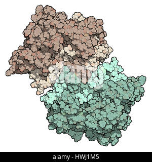 Myeloperoxidase Enzym. Lysosomale Protein, in neutrophilen Granulozyten vorhanden, die hypochlorige Säure produziert. 3D Illustration. Atome als Farbe angezeigt Stockfoto