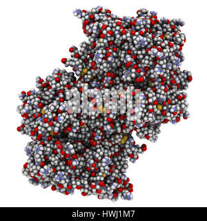 Myeloperoxidase Enzym. Lysosomale Protein, in neutrophilen Granulozyten vorhanden, die hypochlorige Säure produziert. 3D Illustration. Atome als Kugel dargestellt Stockfoto