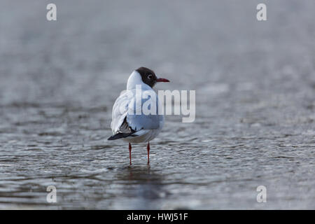 eine gemeinsame Lachmöwe (Larus Ridibundus) im Wasser stehn Stockfoto