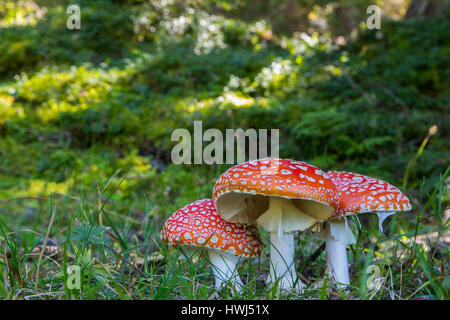 Drei Fliegenpilz Pilze in grünen Wiese im Wald Stockfoto