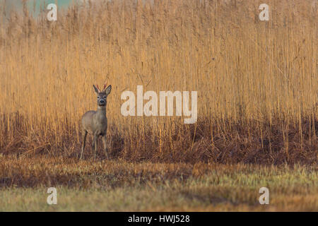 eine natürliche Reh Bock stehend auf Wiese mit reed Stockfoto