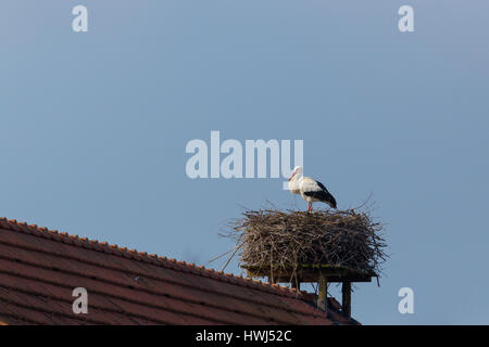 Ein Weißstorch (Ciconia Ciconia) im Nest auf Hausdach mit blauem Himmel Stockfoto