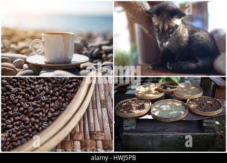 Das Tier, verwendet für die Herstellung von teuer die meisten Gourmet-Kaffee Kopi Luwak. Setzen Sie auf ein Thema. Becher, Strand, gebratene Körner Stockfoto