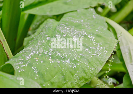 Regentropfen auf Hosta Blätter Stockfoto