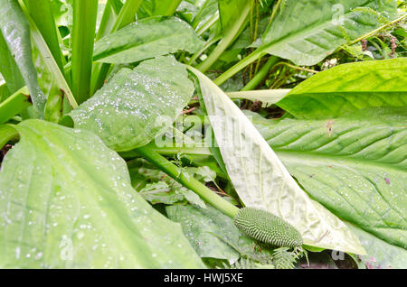 Regentropfen auf Hosta Blätter Stockfoto