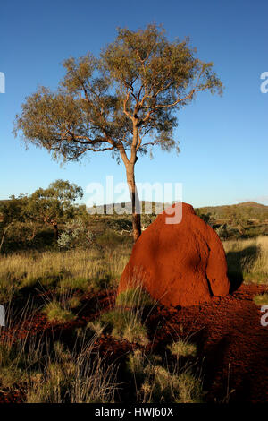 Roter Termiten-Hügel und -Baum am späten Nachmittag im Karijini National Park Western Australia Stockfoto