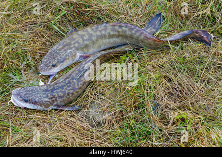 Zwei Gefangene sibirischen Burbots liegen auf dem Rasen Stockfoto