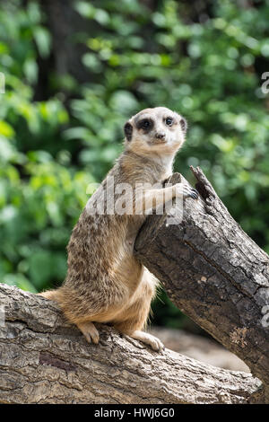 Suricate beobachten. Erdmännchen oder Suricate (Suricata Suricatta) ist eine kleine Carnivoran.  Erdmännchen leben in Kalahari, Namib in Namibia, Angola und Süd A Stockfoto