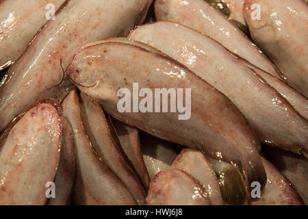 Tintenfischen am Rialto Fischmarkt in Venedig. Stockfoto