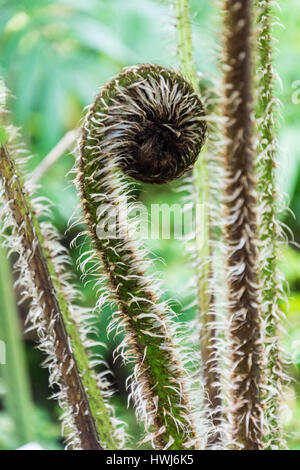 Nahaufnahme von einem Spross Abrollen Stockfoto