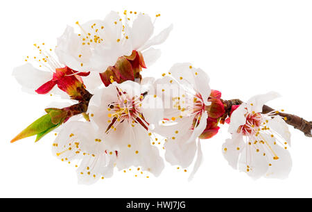 Frühling Blüten - Obstbaum Blumen isoliert auf weiss Stockfoto