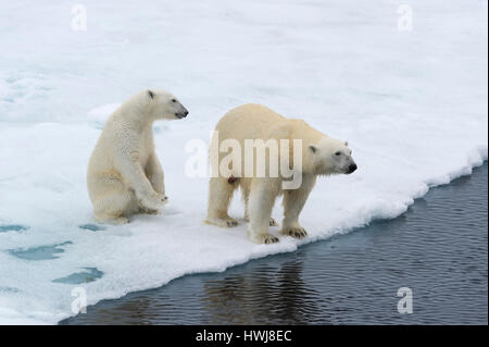 Mutter polar Bär, Ursus Maritimus, mit einem jungen am Rande einer schmelzenden Eisscholle, Insel Spitzbergen, Svalbard-Archipel, Norwegen, Europa Stockfoto