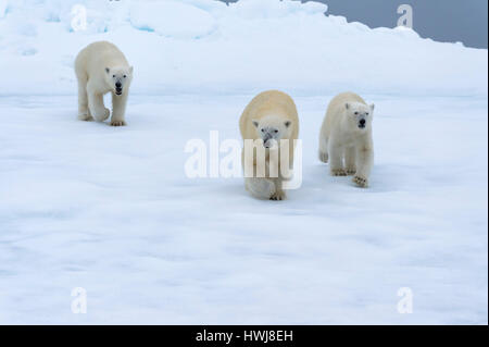 Mutter Eisbär Ursus Maritimus, zu Fuß mit zwei jungen auf einem schmelzenden Eisscholle, Insel Spitzbergen, Svalbard Archipel, Norwegen, Europa Stockfoto