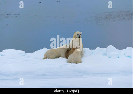 Mutter Eisbär Ursus Maritimus, Krankenpflege zwei jungen am Rande des schmelzenden Eisscholle, Insel Spitzbergen, Svalbard Archipel, Norwegen, Europa Stockfoto