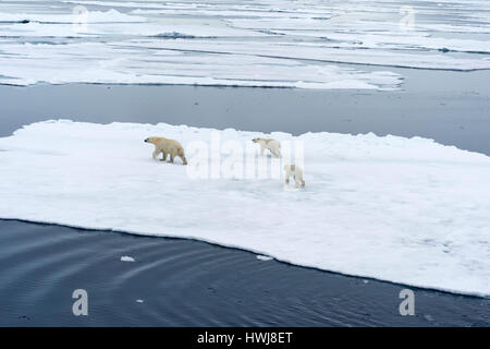 Mutter Eisbär Ursus Maritimus, mit zwei jungen spazieren gehen oder schwimmen über schmelzende Eisscholle, Insel Spitzbergen, Svalbard-Archipel, Norwegen, Europa Stockfoto