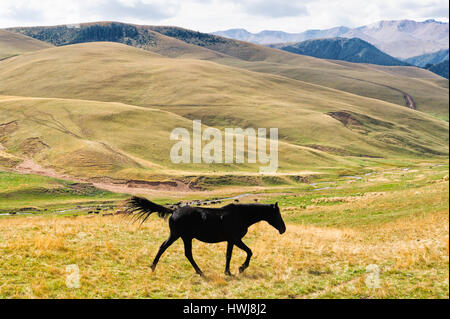 Pferde, Ile-Alatau National Park, Tien Shan Berge, kpl Plateau, Almaty, Kasachstan, Zentralasien Stockfoto