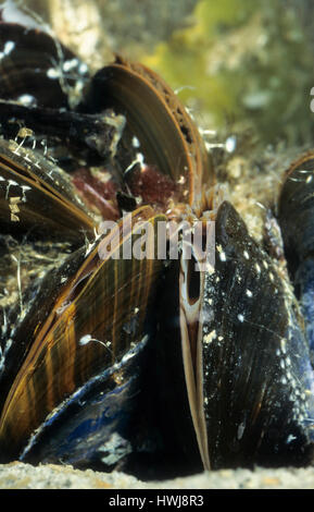 Gemeine Miesmuschel, Muschelbank, Mit Geöffneter Ein-Und Ausströmöffnung Unter Wasser, Mytilus Edulis, Bucht Muschel, gemeinsame Muschel, gemeinsame Miesmuschel Stockfoto