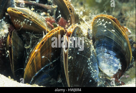 Gemeine Miesmuschel, Muschelbank, Mit Geöffneter Ein-Und Ausströmöffnung Unter Wasser, Mytilus Edulis, Bucht Muschel, gemeinsame Muschel, gemeinsame Miesmuschel Stockfoto