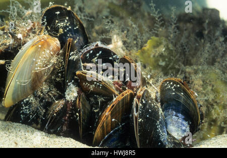 Gemeine Miesmuschel, Muschelbank, Mit Geöffneter Ein-Und Ausströmöffnung Unter Wasser, Mytilus Edulis, Bucht Muschel, gemeinsame Muschel, gemeinsame Miesmuschel Stockfoto