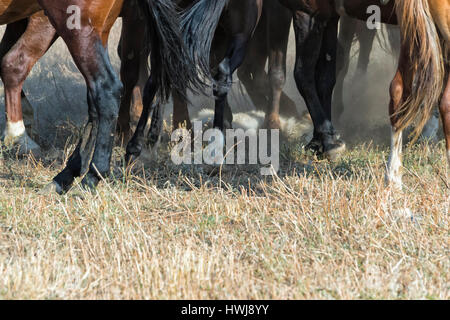 Traditionelle Kokpar oder Buzkashi am Rande des Gabagly Nationalparks, Schymkent, South Region, Kasachstan, Zentralasien, Stockfoto