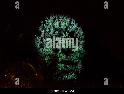 Sprechender Baum, Kaiser Karl IV., Karlsbad, stilsicheren Stockfoto