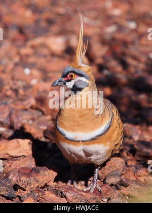 Spinifex Pigeon, Geophaps Plumifera, am Rand Weg, Ormiston Pound in der McDonnell Ranges, Alice Springs, Australien, Juli 2015 Stockfoto