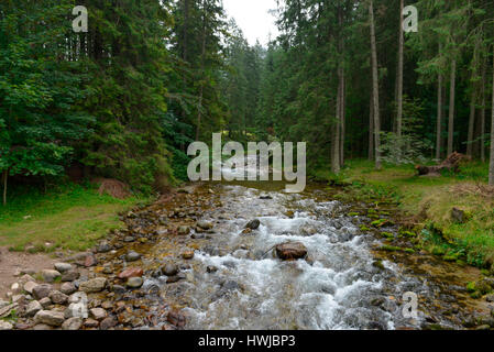 Bergbach, Dolina Koscieliska, Hohe Tatra, Polen Stockfoto