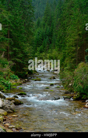 Bergbach, Dolina Koscieliska, Hohe Tatra, Polen Stockfoto