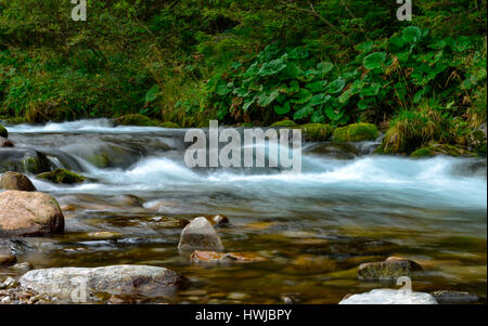 Bergbach, Dolina Koscieliska, Hohe Tatra, Polen Stockfoto