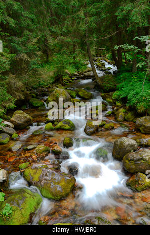 Bergbach, Dolina Koscieliska, Hohe Tatra, Polen Stockfoto