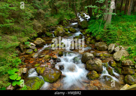 Bergbach, Dolina Koscieliska, Hohe Tatra, Polen Stockfoto