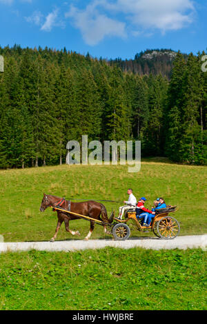 Pferdekutsche, Dolina Koscieliska, Hohe Tatra, Polen Stockfoto