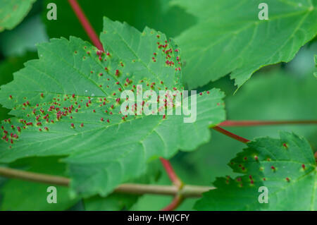 Gall Mite auf Bergahorn, Schwäbisch Hall, Region Hohenlohe, Baden-Württemberg, Heilbronn-Franken, Deutschland, Eriophyidae, Stockfoto