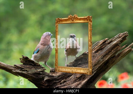 Eichelhäher, Niedersachsen, Deutschland, Garrulus Glandarius Stockfoto