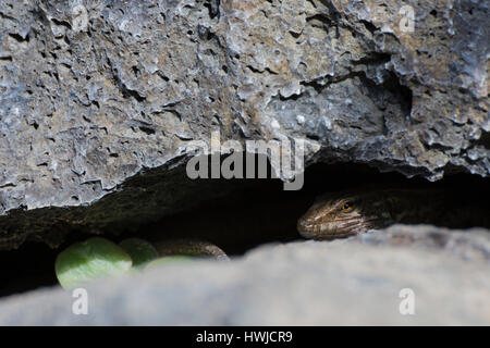 Westlichen Kanaren Eidechse, El Paso, La Palma, Spanien, Gallotia Galloti Palmae, Stockfoto