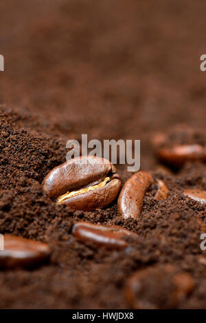 Kaffeebohnen Und Kaffeepulver, Coffea arabica Stockfoto